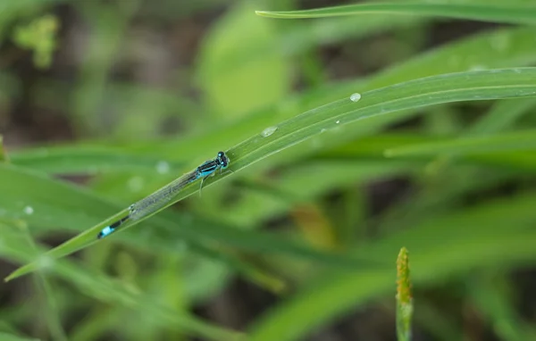 Dragonflies (damselflies) — Stock Photo, Image
