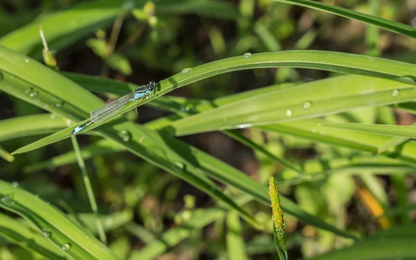 Dragonflies (damselflies) — Stock Photo, Image