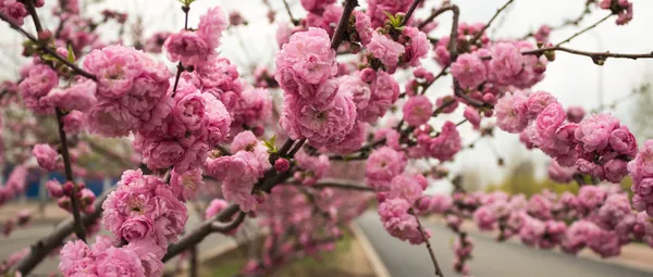 Blooming cherry blossoms — Stock Photo, Image