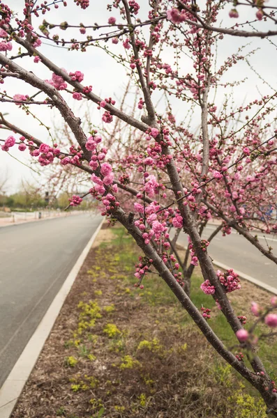 Blooming cherry blossoms — Stock Photo, Image