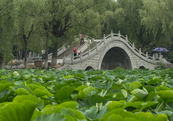 Lotusdamm och den traditionella hexiang — Stockfoto