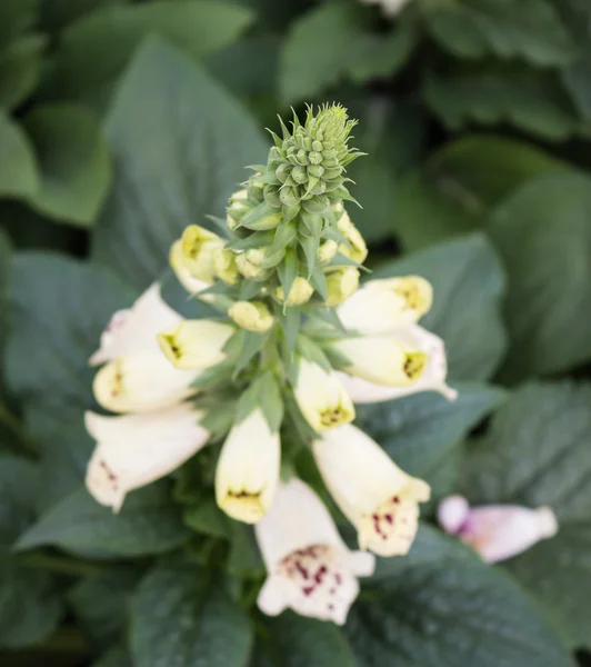 Flowering digitalis — Stock Photo, Image