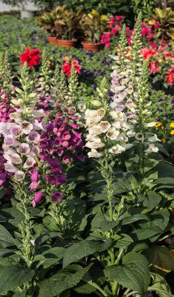 Çiçekli yüksük otu