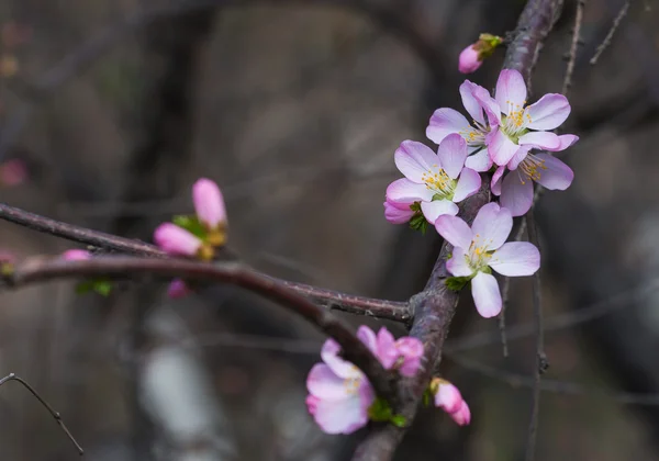 Şeftali çiçeğinin tam çiçeğinde