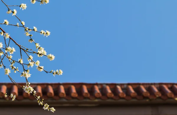 Şeftali çiçeğinin tam çiçeğinde