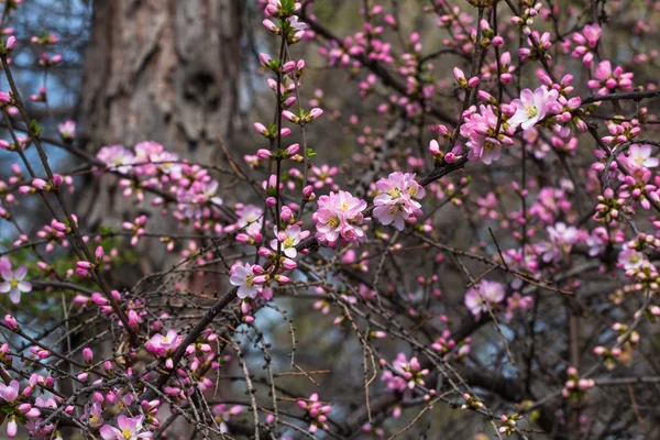 In volle bloei in de perzik bloesem — Stockfoto