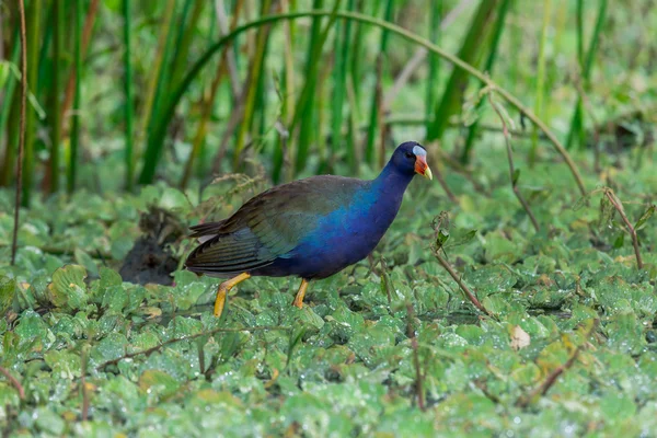 Mor moorhens (Porphyrio martinica) — Stok fotoğraf