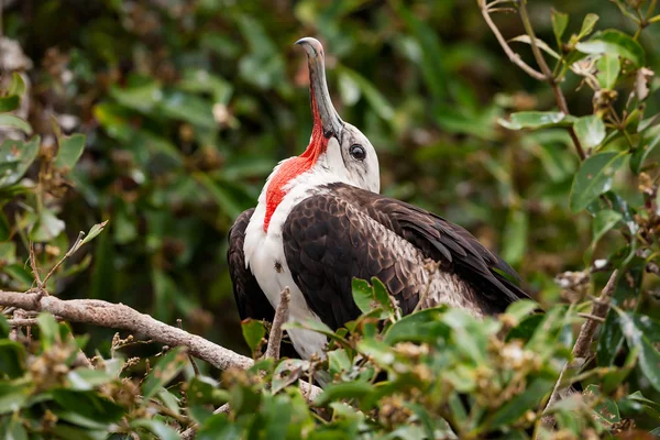 Juvenile Male Magnificent Frigatebird (Fregata magnificens) — Stock Photo, Image