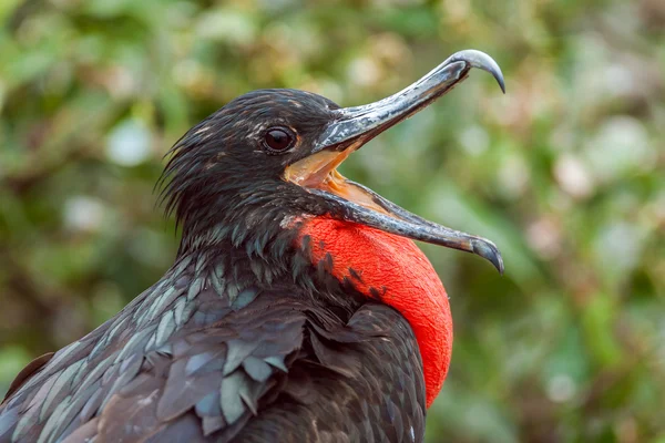 muhteşem frigatebird agape