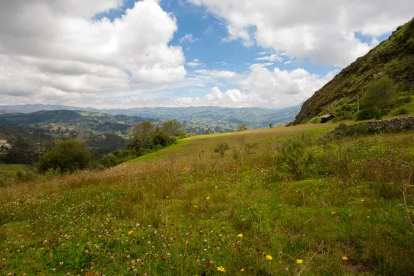 dan cojitambo göster