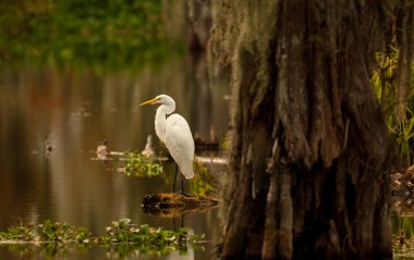 Büyük Egret (ardea alba)