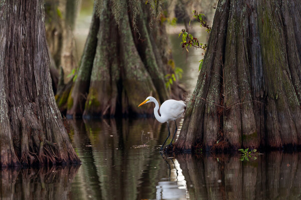 Great Egret (Ardea alba) Framed by Cypress Trunks