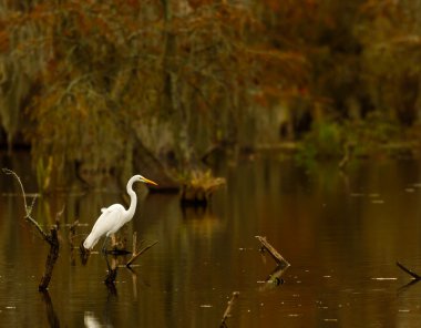 Great Egret (Ardea alba), Lake Martin, Breaux Bridge, Louisiana clipart