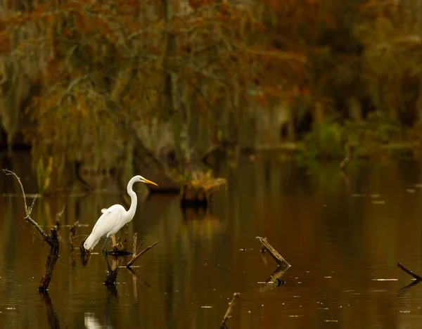 Büyük ak balıkçıl (ardea alba), göl martin, breaux bridge, louisiana