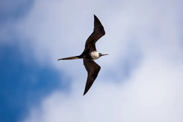 Fregattvögelweibchen (fregata magnificens) im Flug. — Stockfoto