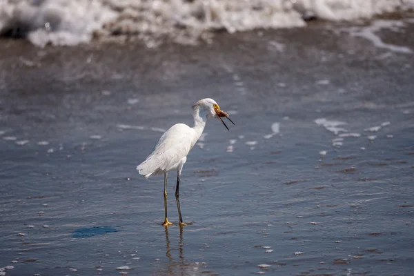 Yengeç ak balıkçıl