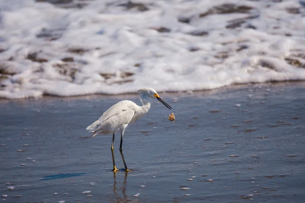 A Snowy Egret (Egretta thula) with a large sand crab. Taken nea — Stock Photo, Image