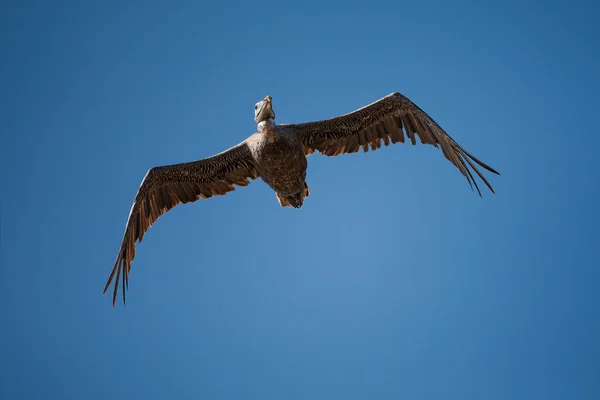 Aşağıdan kahverengi Pelikan (Pelecanus occidentalis)