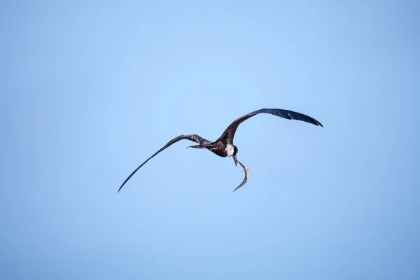 Kadın Frigatebird (Fregata magnificens) ile Needlefish