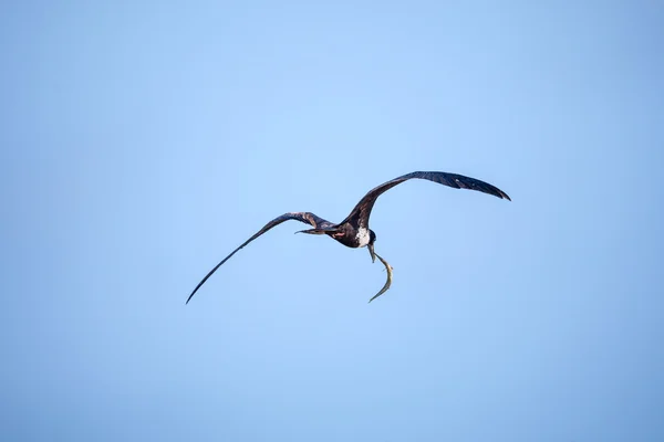Frigatebird hembra (Fregata magnificens) con aguja — Foto de Stock