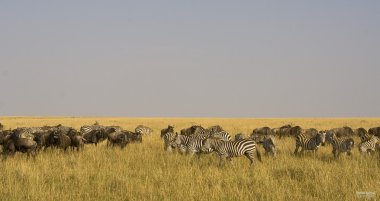 Savana otoburları. Büyük göç. Zamanla. Kenya, Masai Mara.