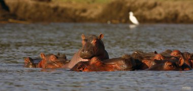 Naivasha su aygırları ve Heron. Alfa erkeği. Kenya, Afrika