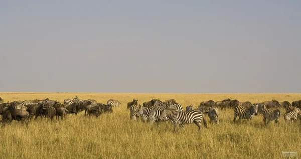 Savann växtätare. Stor migration. I tid. Kenya, Masai Mara. — Stockfoto