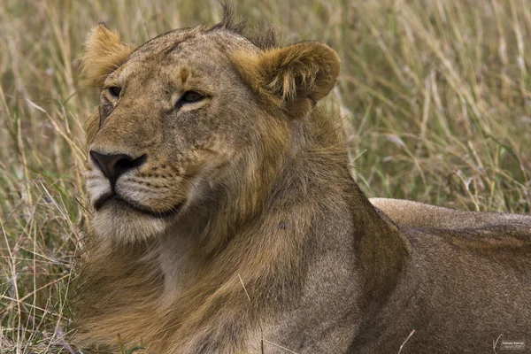 Young lion in the savannah. King in future. Masai Mara, Kenya. — Stock Fotó