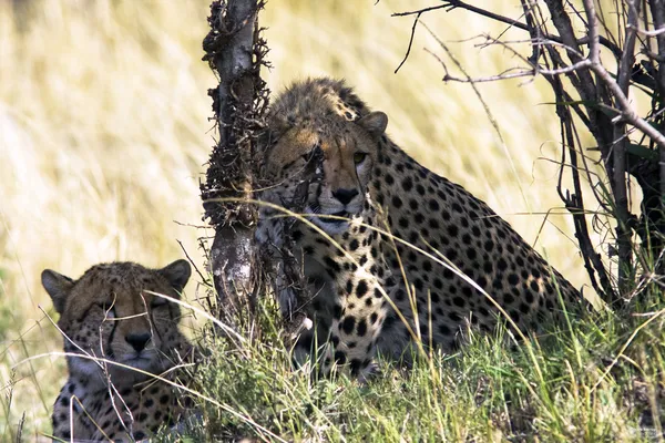 Cheetahs perto da árvore. Masai Mara, Quénia — Fotografia de Stock