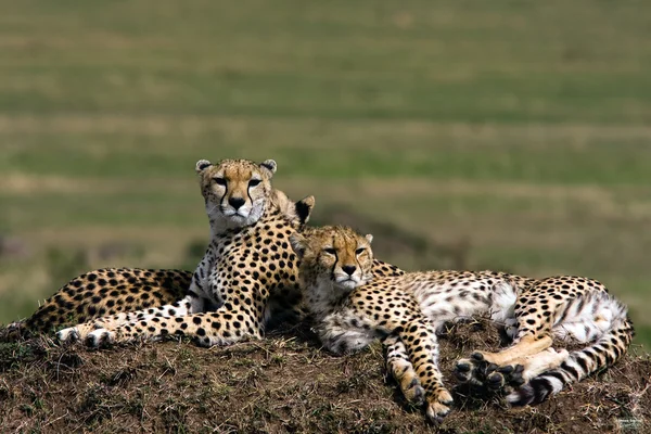 Cheetahs na colina. Ponto de observação. Masai Mara, Quénia — Fotografia de Stock