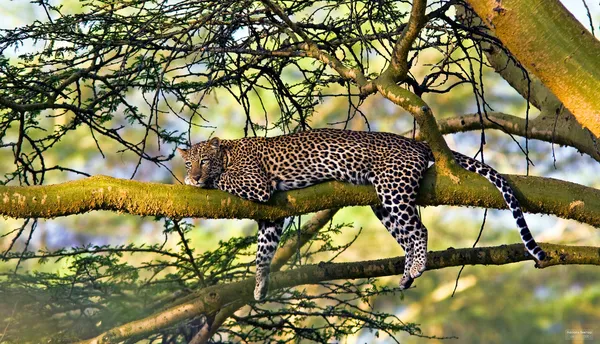 Leopard beristirahat di pohon. Nakuru, Kenya — Foto Stok Gratis