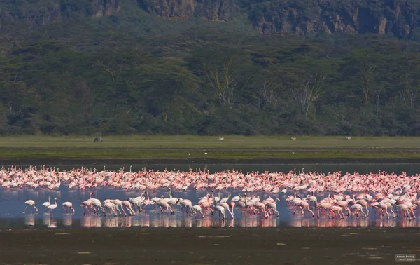 Flamingos. Nakuru landskap. Lake Nakuru, Kenya — Stockfoto