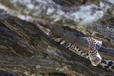 Leopar. Öğle yemeğinden sonra dinleniyor. Nakuru, Kenya
