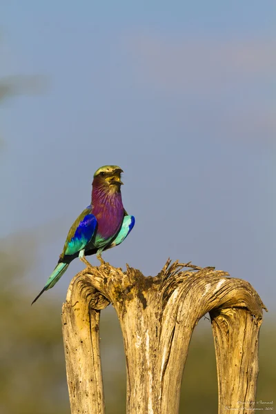 Rolo na árvore. Parque SweetWaters. Quénia, África — Fotografia de Stock