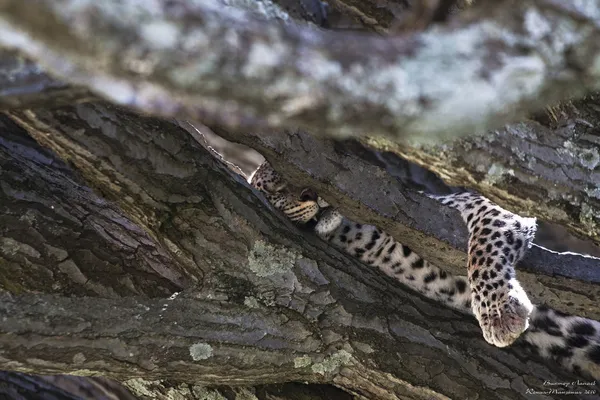 Leopar. Öğle yemeğinden sonra dinleniyor. Nakuru, Kenya — Stok fotoğraf