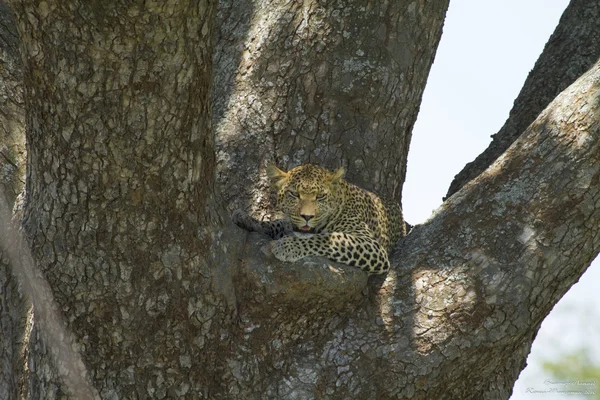 Африканские хищники. Леопард. Серенгети, Танзания — стоковое фото