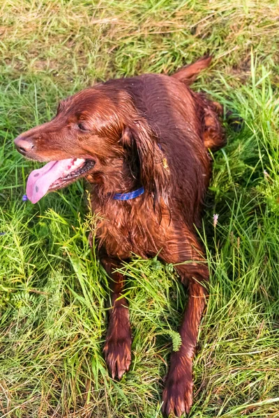 Flamboyante Rode Ierse Setter Rust Uit Een Jacht Siberië Rusland — Stockfoto