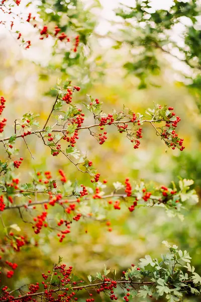 Hawthorn Branches Hawthorn Berries — Stock Photo, Image