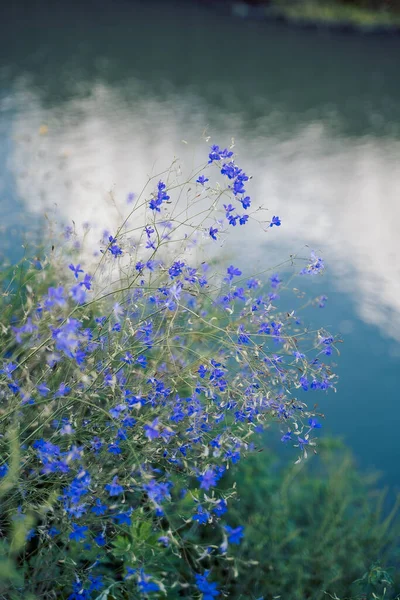 Blue Flowers Water — Stock Photo, Image