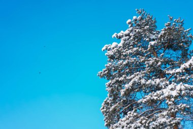 Mavi gökyüzüne karşı kardaki ağaç tacı