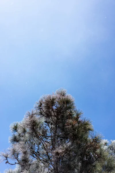 Couronne Arbre Dans Neige Contre Ciel Bleu — Photo