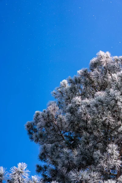 Tree Crown Snow Blue Sky — Stock Photo, Image