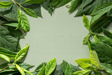 Taze avokado yaprakları için çerçeve, düz yatay, üst görünüm