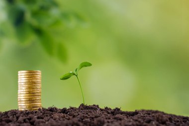 Bozuk para tepesinin yanındaki genç filiz, kar büyümesi konsepti, iş ve ekonomi.