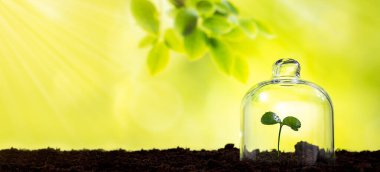 Bir matarada yeşil tomurcuk, ekoloji konsepti, fidanlar, elverişli çevre