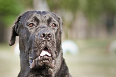Cane Corso Italiano