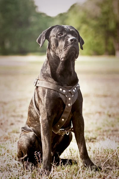 Cane Corso Italiano — Stock Photo, Image