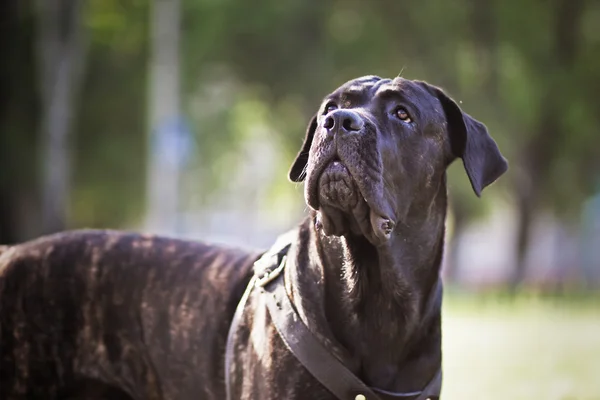 Cane Corso Italiano — Stock Fotó