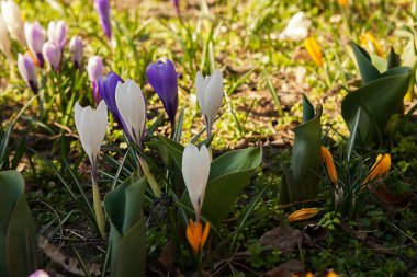 Parktaki bir açıklıktaki ilk bahar çiçekleri. Doğanın Uyanışı