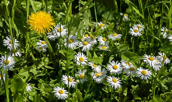 Delicate daisies on a green meadow. First spring wildflowers. —  Fotos de Stock